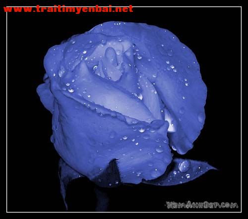rose-hoahongdep03.jpg